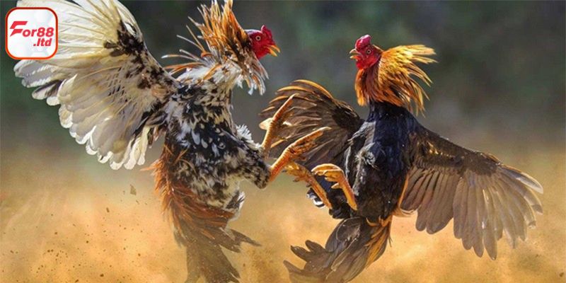 Cược gà thật hay cùng những bí kíp gối đầu giường của cao thủ