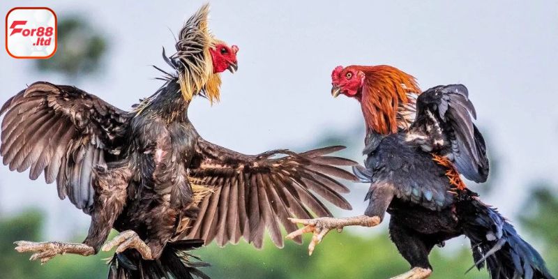 Đá gà FOR88 - Đa dạng loại hình cược cockfight trực tuyến