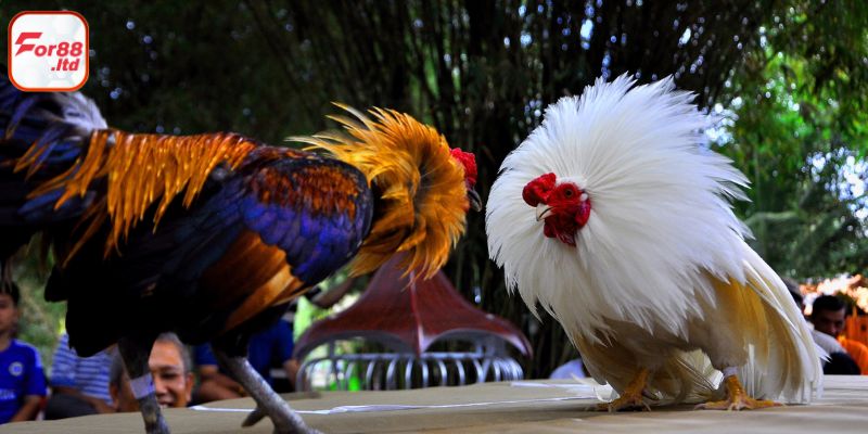 Những điều thú vị tạo nên sức hút không thể chối từ của đá gà FO88